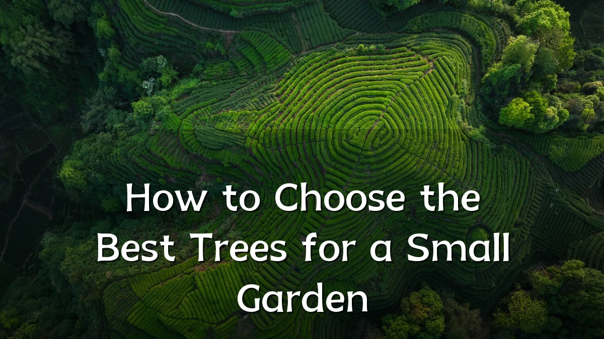 How to Choose the Best Trees for a Small Garden
