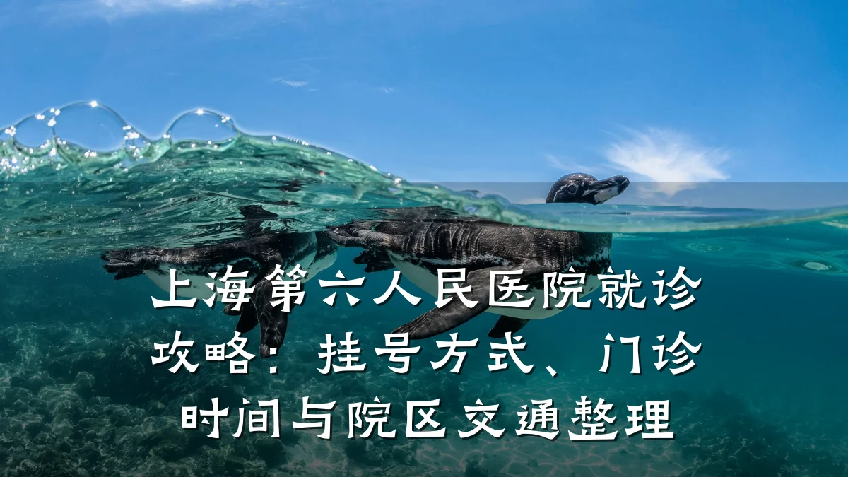 上海第六人民医院就诊攻略:挂号方式、门诊时间与院区交通整理