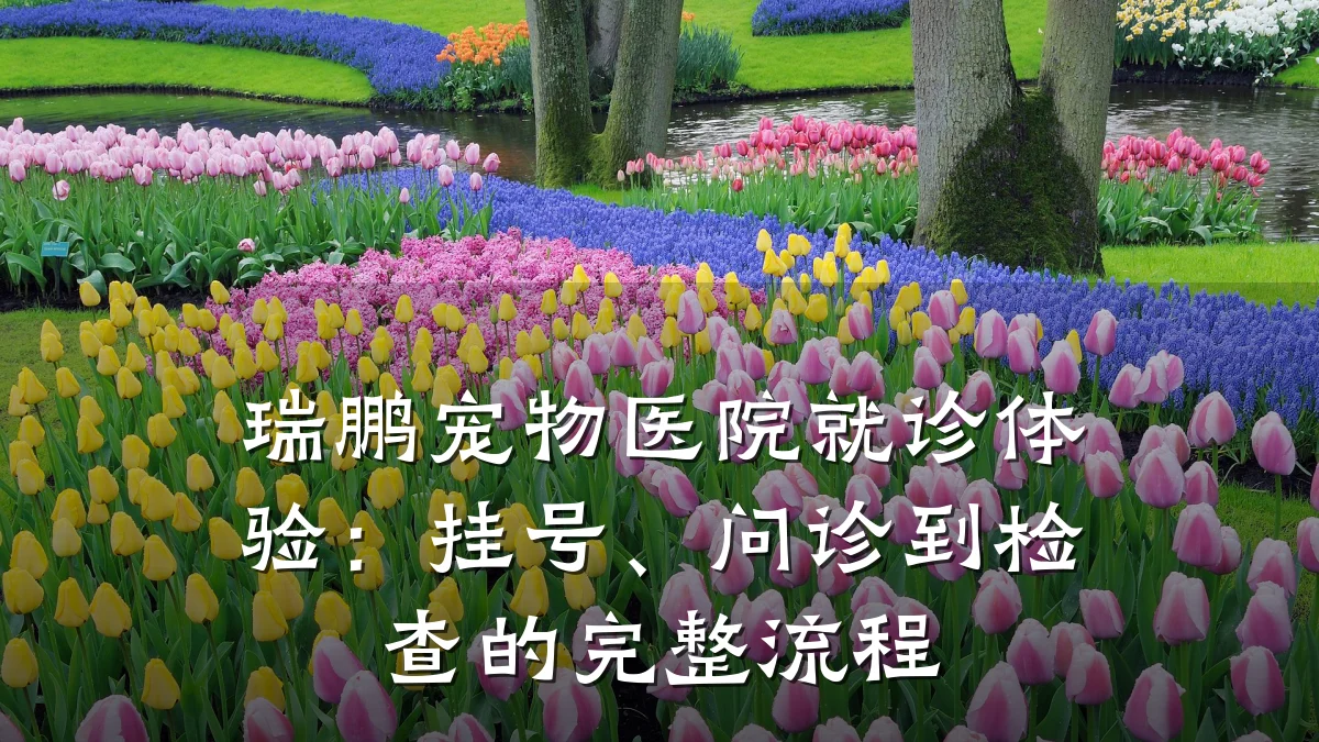 瑞鹏宠物医院就诊体验:挂号、问诊到检查的完整流程