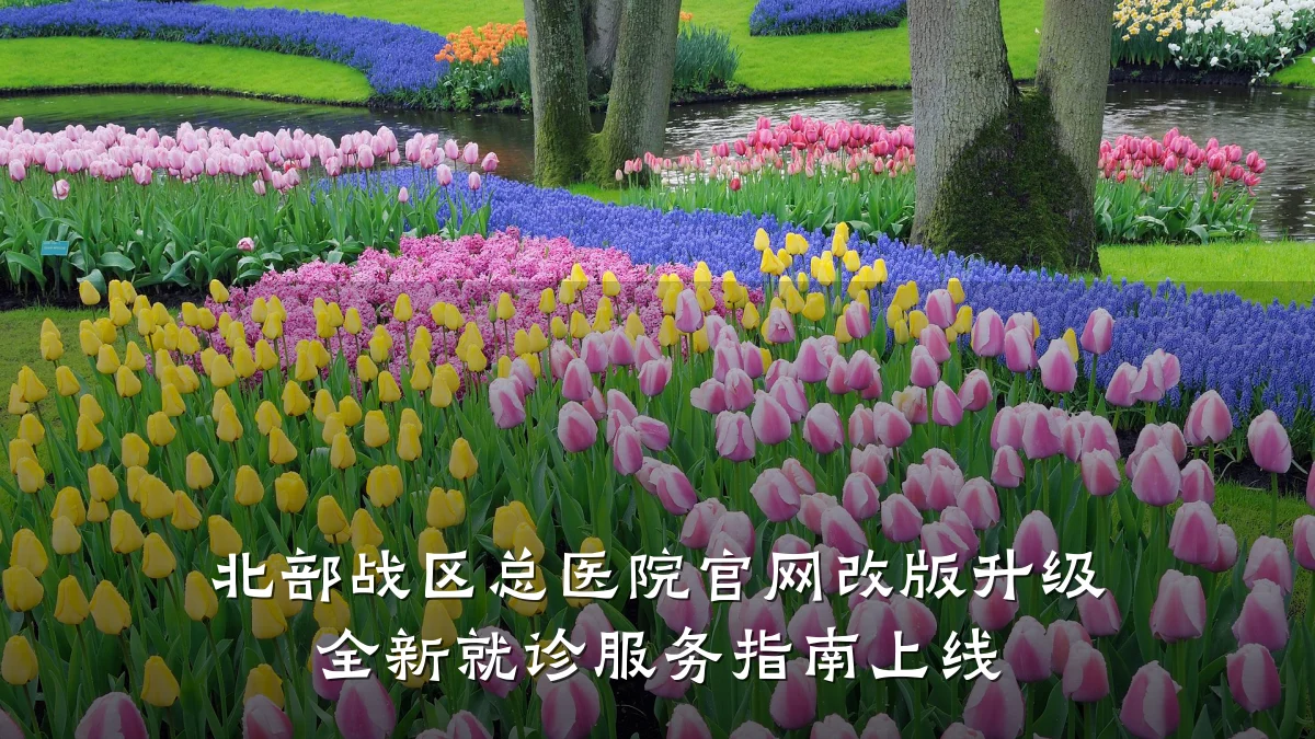 北部战区总医院官网改版升级 全新就诊服务指南上线