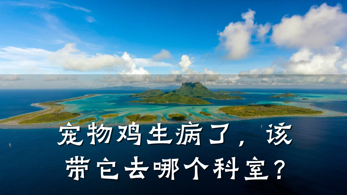 宠物鸡生病了,该带它去哪个科室?