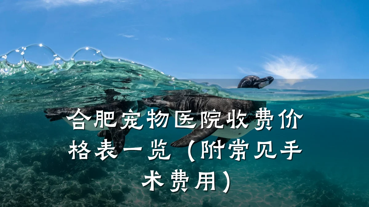 合肥宠物医院收费价格表一览(附常见手术费用)