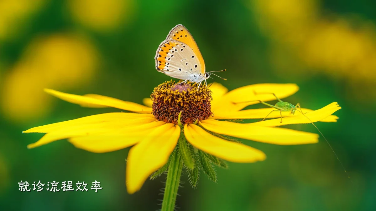 就诊流程效率