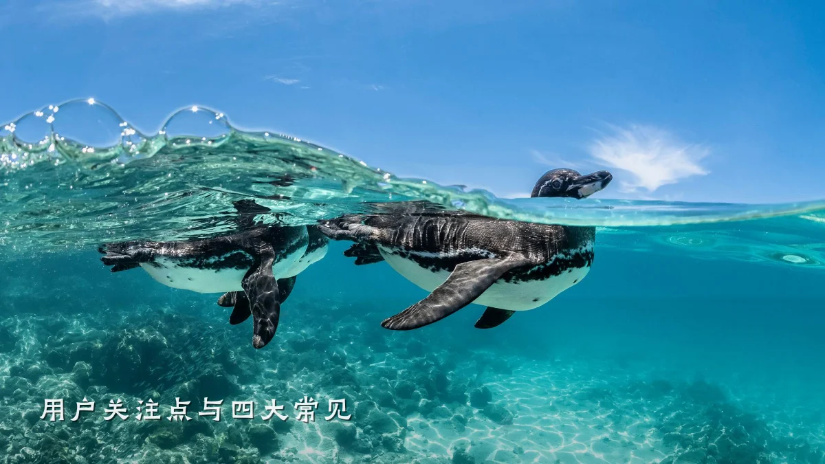 用户关注点与四大常见