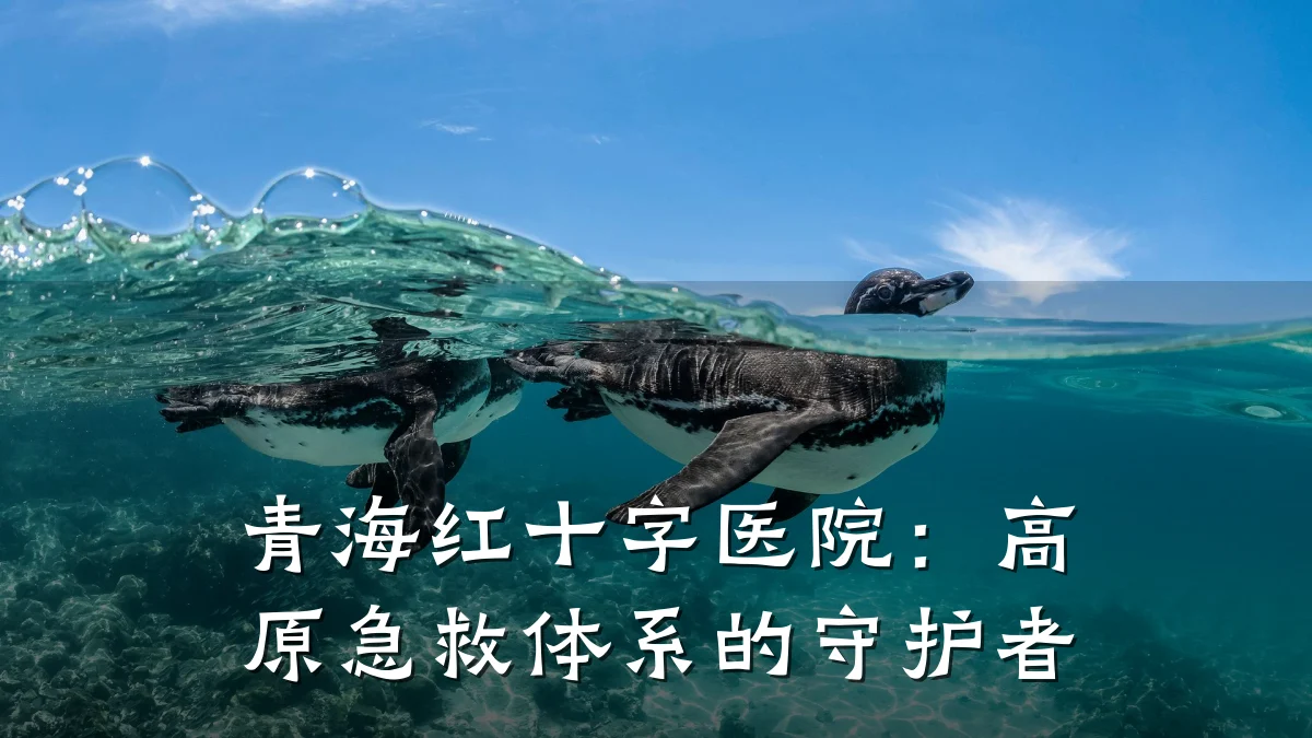 青海红十字医院:高原急救体系的守护者