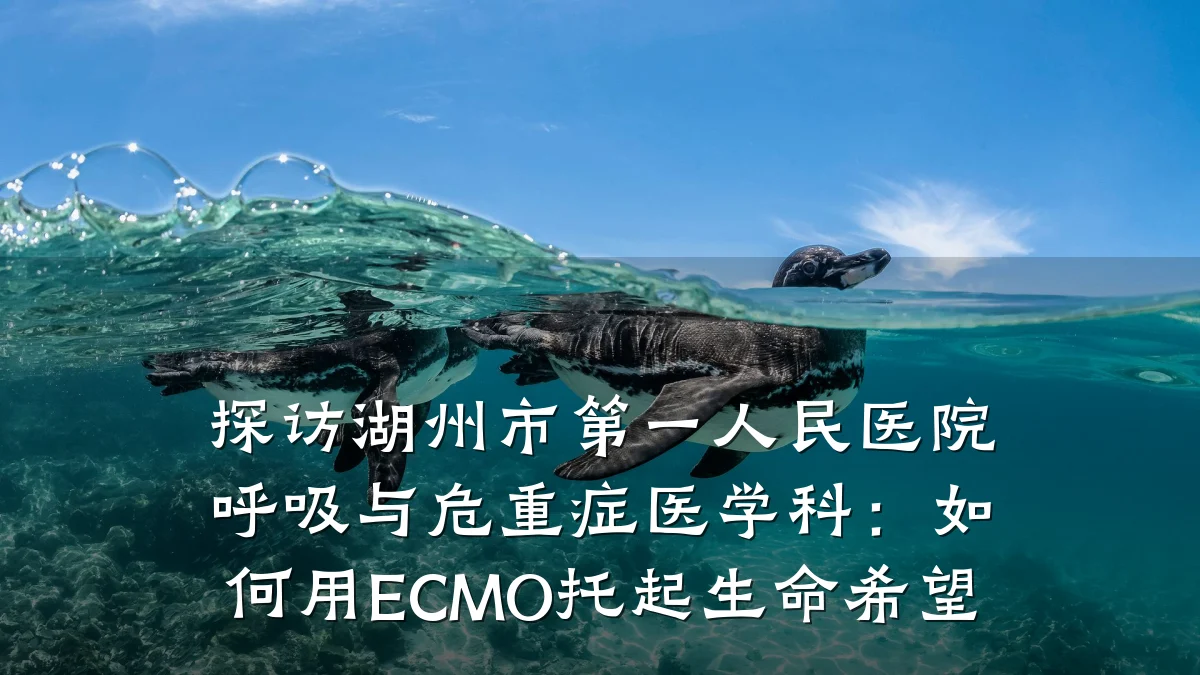 探访湖州市第一人民医院呼吸与危重症医学科:如何用ECMO托起生命希望
