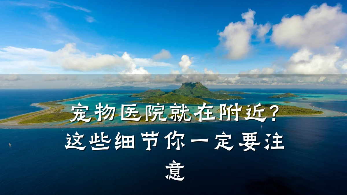 宠物医院就在附近?这些细节你一定要注意