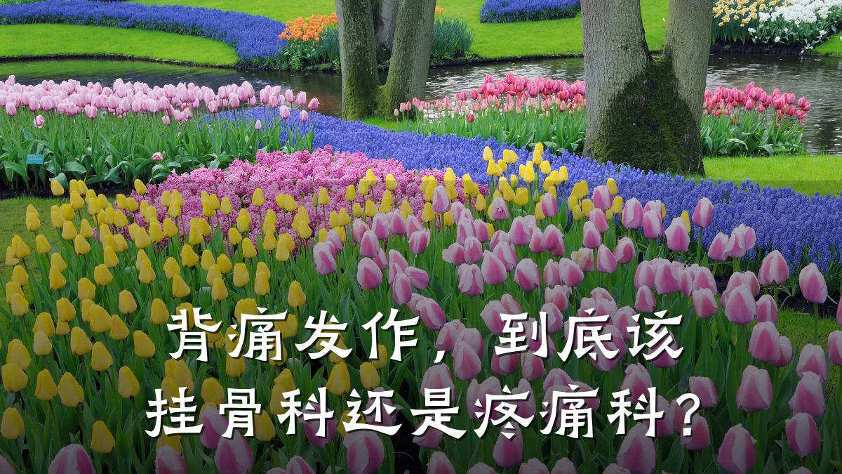 背痛发作,到底该挂骨科还是疼痛科?