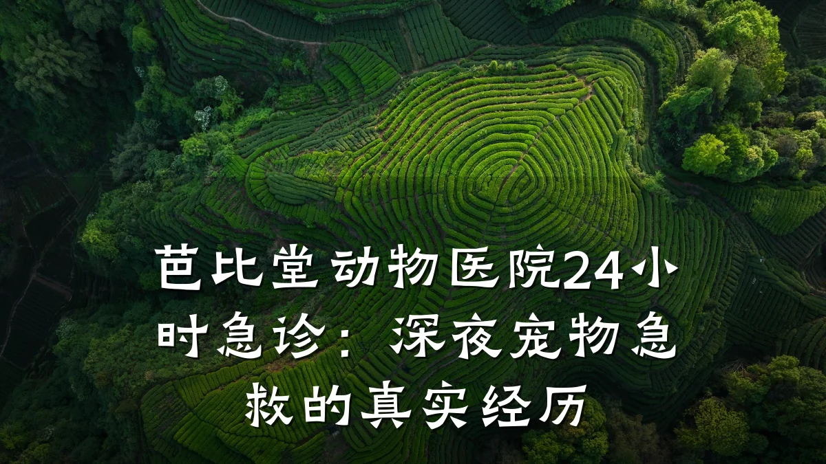 芭比堂动物医院24小时急诊:深夜宠物急救的真实经历