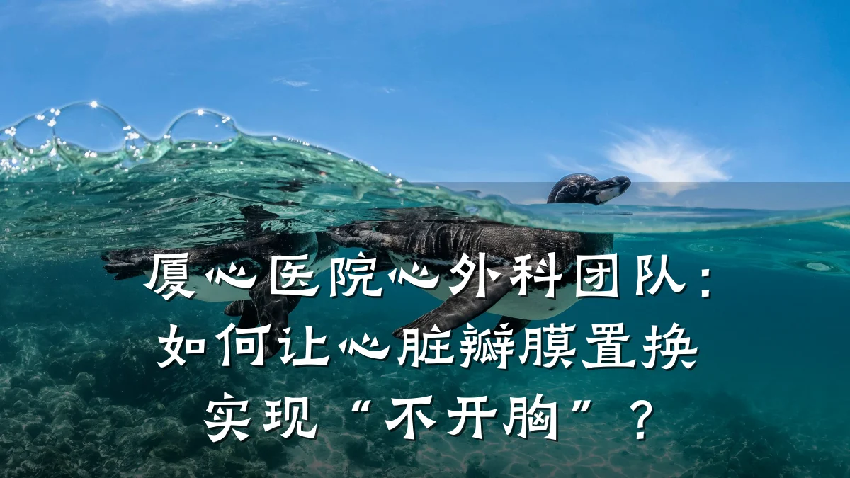 厦心医院心外科团队:如何让心脏瓣膜置换实现“不开胸”?