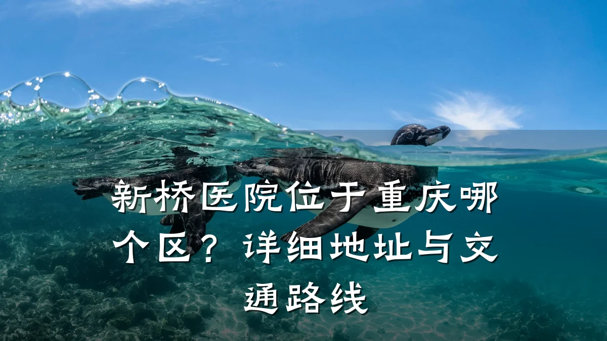 新桥医院位于重庆哪个区?详细地址与交通路线