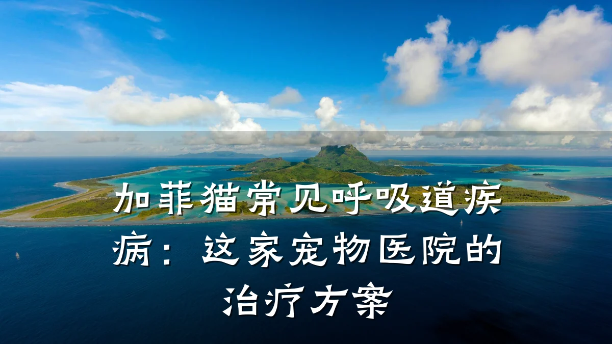 加菲猫常见呼吸道疾病:这家宠物医院的治疗方案