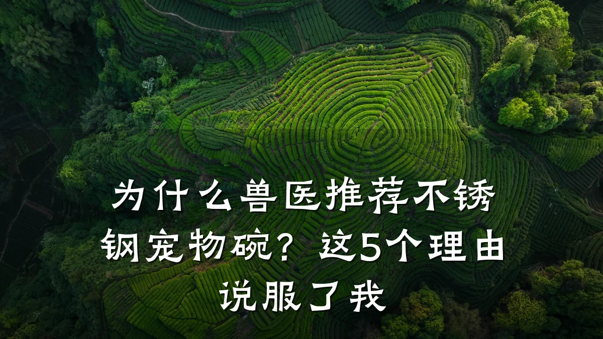为什么兽医推荐不锈钢宠物碗?这5个理由说服了我
